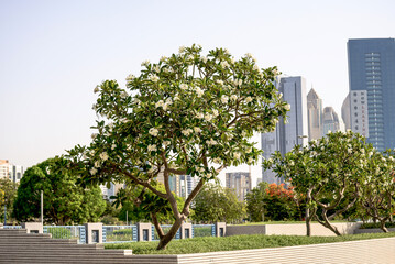 Naklejka premium Tree on the roadside park near corniche in abudhabi uae 