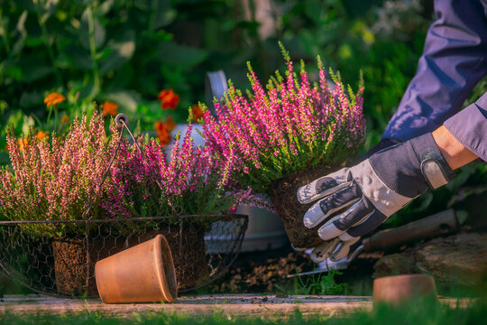Woman plants heather in the garden