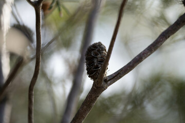 open banksia seed pod in the australian bush