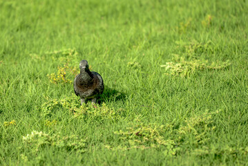 A bird sitting on grass