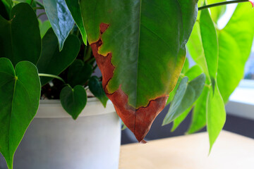 Anthurium leaves with signs of disease, leaves dry. houseplant care.