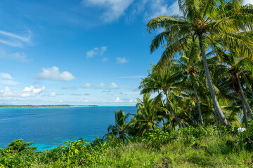 Naklejka premium Bora Bora, Palm Forest at Fiti'u'u Point with blue Lagoon