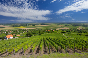Fototapeta na wymiar vineyard in Somlo (Somlyo) hill, Veszprem county, Hungary