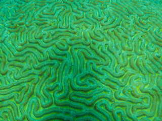 Obraz premium Brain Coral Texture