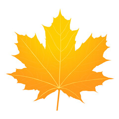 Colorful autumn maple leaf isolated on transparent PNG background.