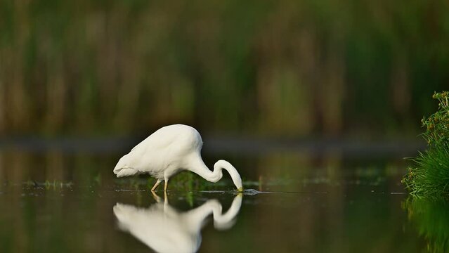 Great white egret ( Egretta alba ) close up