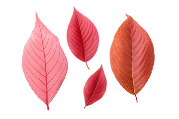 Dogwood Leaves collection in red, isolated on a transparent background