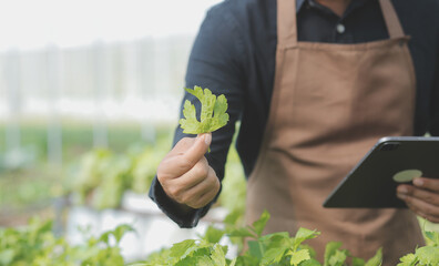 In the Industrial Greenhouse Two Agricultural Engineers Test Plants Health and Analyze Data with Tablet Computer.