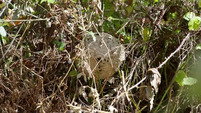 Nide wild hornet abandoned, shot in slow motion. The nest is hidden in a bush.