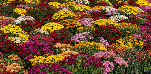 Fototapeta na wymiar Colorful flowers in the garden