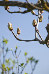 Buds on the tips of twigs on a tree against a blue sky on a spring day in rural Germany.