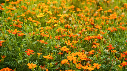 Beautiful flower seedlings growing in the soil at the garden. Watering can standing on the earth. Gardening hobby concept.