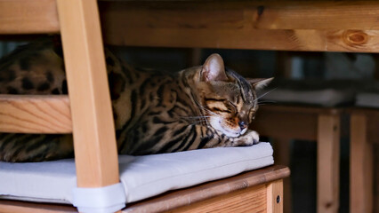The cat sleeps on an easy chair. Bengal cat sleeps cutely