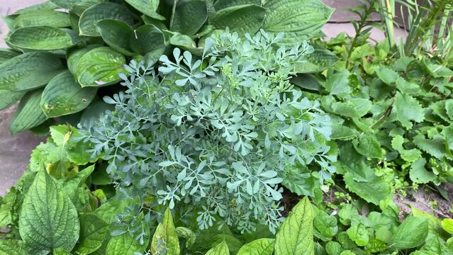 Ruta graveolens, commonly known as rue