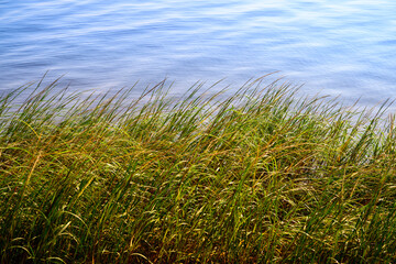 Seekonk River landscape with reed water plants in Providence, Rhode Island, USA