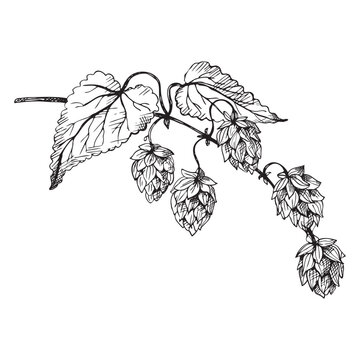 Malt branch hand drawn with engraving plant hop vector illustration on isolated white background.Cereal harvest, agriculture, organic farming, symbol. Design element for print, label, card, label