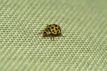 Yellow ladybug seen in close-up - 644566440