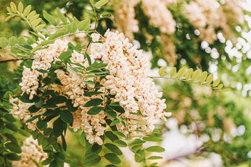 Close-up of fragrant flowers of Abundantly acacia, Robinia pseudoacacia. Summer