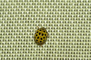 Yellow ladybug seen in close-up