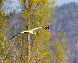 White stork (ciconia ciconia), early spring near Hunawihr, Alsace, France