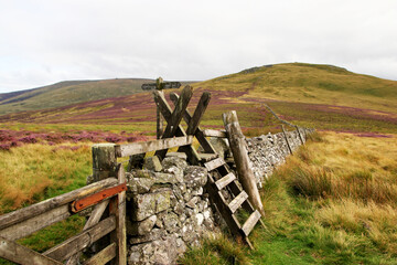 On the last stage of the Pennine way, heading down to Kirk Yetholm from the Cheviot hills.