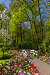 Keukenhof flower garden - largest tulip park in world, Lisse, Netherlands