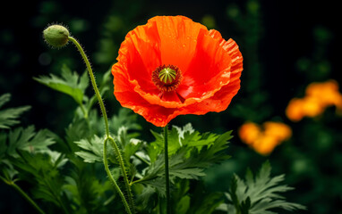 Orange poppy flower in the spring , dark green and red, flower on black background.