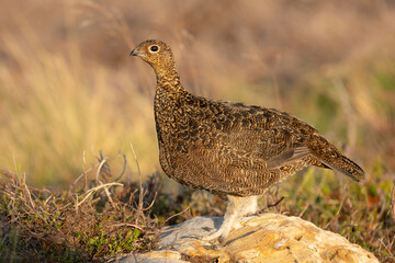 Close up of a young Red Grouse in Autumn, facing left and stood on a stone in natural moorland habitat.  Scientific name: Lagopus Lagopus.  Space for copy.  Horizontal.