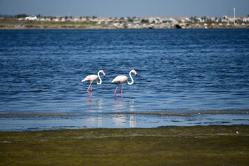 deux flambes rose se nourrissant dans la lagune