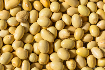 Organic Yellow Mayacoba Beans