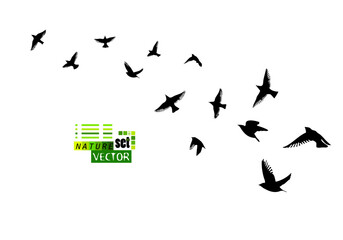 Flying birds silhouette flock. Vector illustration