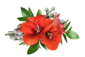 Red amaryllis flowers  in a floral arrangement isolated on white or transparent background