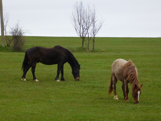 Obraz premium Horses