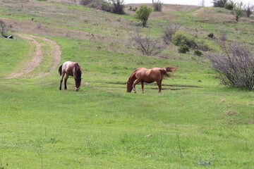 Horses