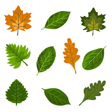 Fresh leaf vector set With oak and maple leaves of various cartoon vector leaves illustration set white background.