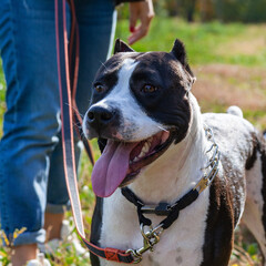 American Staffordshire terrier on a leash with unrecognizable owner.