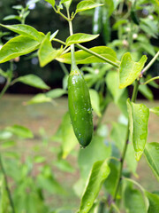 jalapeno peppers