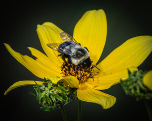 bee on yellow flower