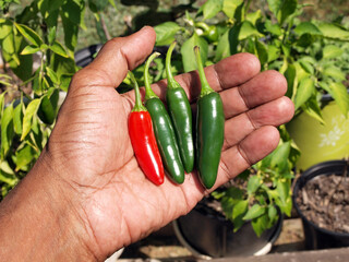 jalapeno peppers in hand