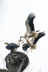 Storks fight for territory and residence in the nest, storks fight and bite for dominance over the nest.