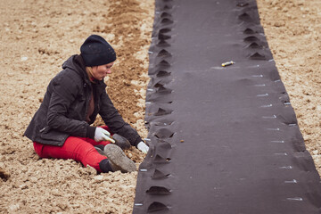 A woman in the field plants lavender while sitting on the ground