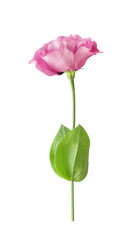 Single pink eustoma flower (lisianthus or prairie gentian) on stem with leaves isolated on white background close-up     