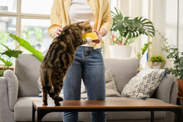 Young Asian woman cat owner giving food to her cute domestic cat at home. Adorable shorthair cat be feed by owner in living room. Human and pet relation domestic lifestyle concept. Focus on cat.
