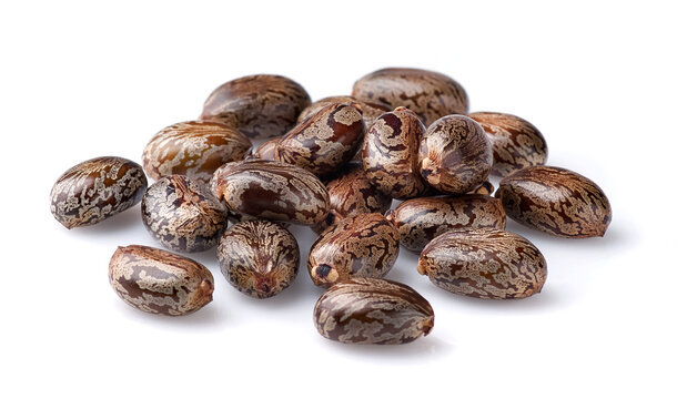 Castor seeds on white background