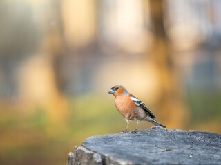 Common chaffinch, Fringilla coelebs, sits on a tree. Common chaffinch in wildlife.