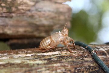Sing Cicada