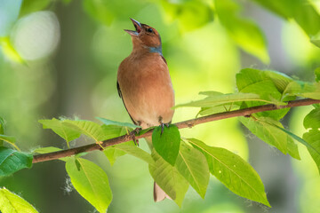Common chaffinch, Fringilla coelebs, sits on a branch in spring on green background. Common chaffinch in wildlife.