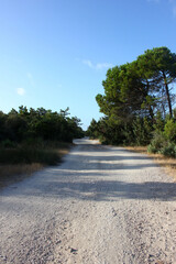 Pines and strawflower at Torre del Lago