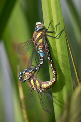 Dragonflie mating in the reeds