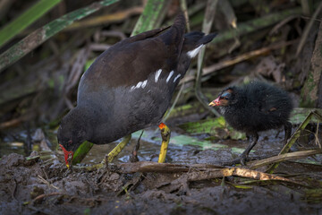Moorhen showing her chick how to find food